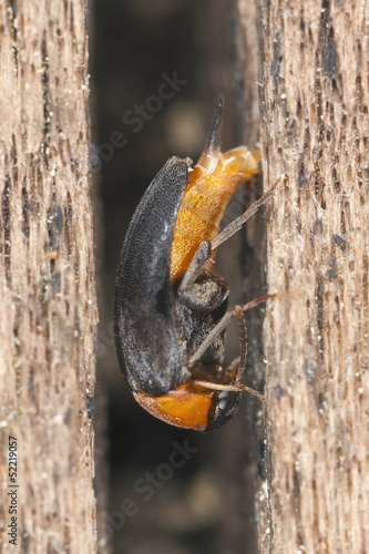Mordellochroa abdominalis laying eggs, extreme close-up