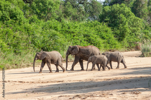 Wild herd of elephants come to drink in Africa