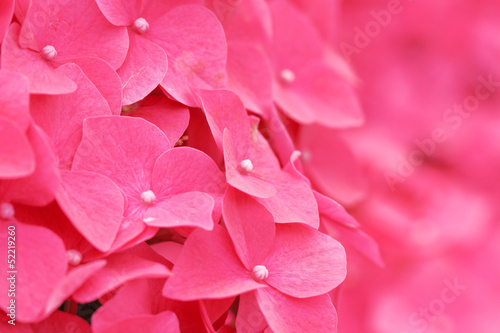 Pink hydrangea flower close up