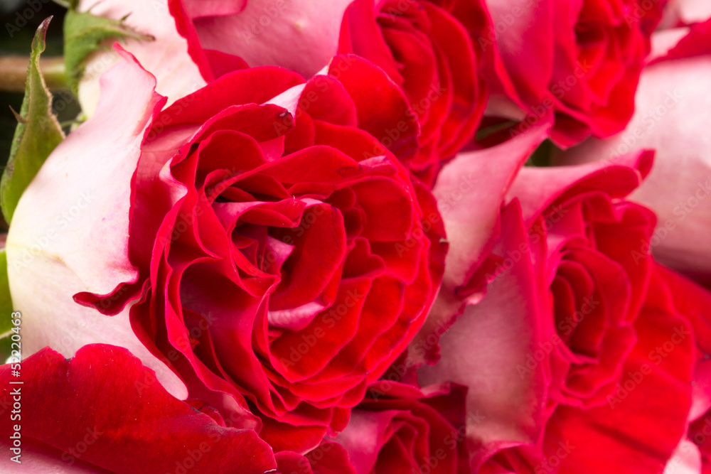 pink roses isolated on white pink roses isolated on white