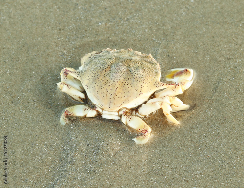 Sea crab