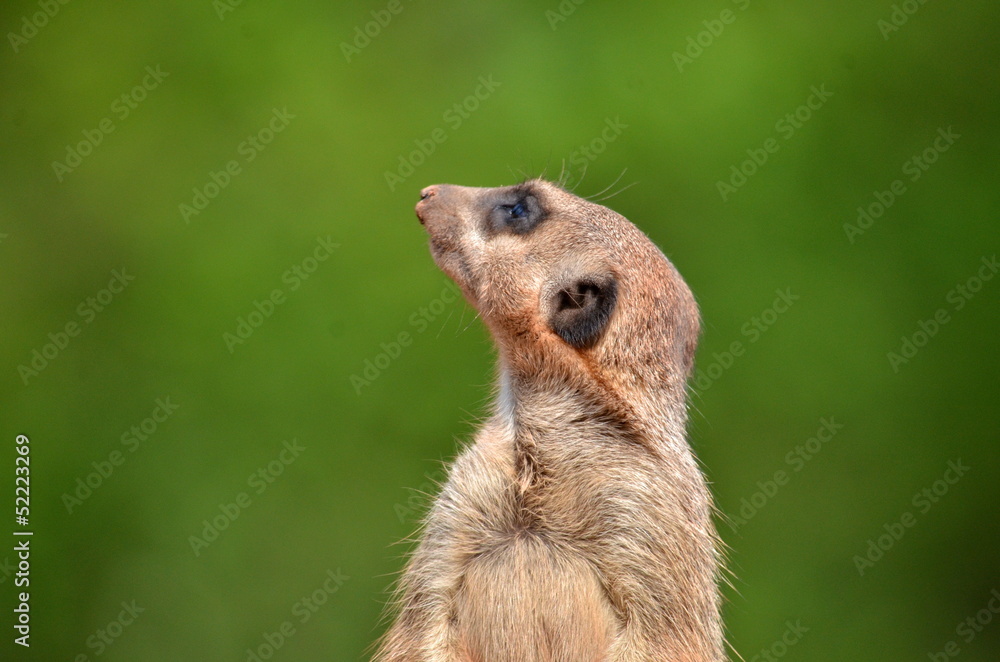 Fototapeta premium Erdmännchen