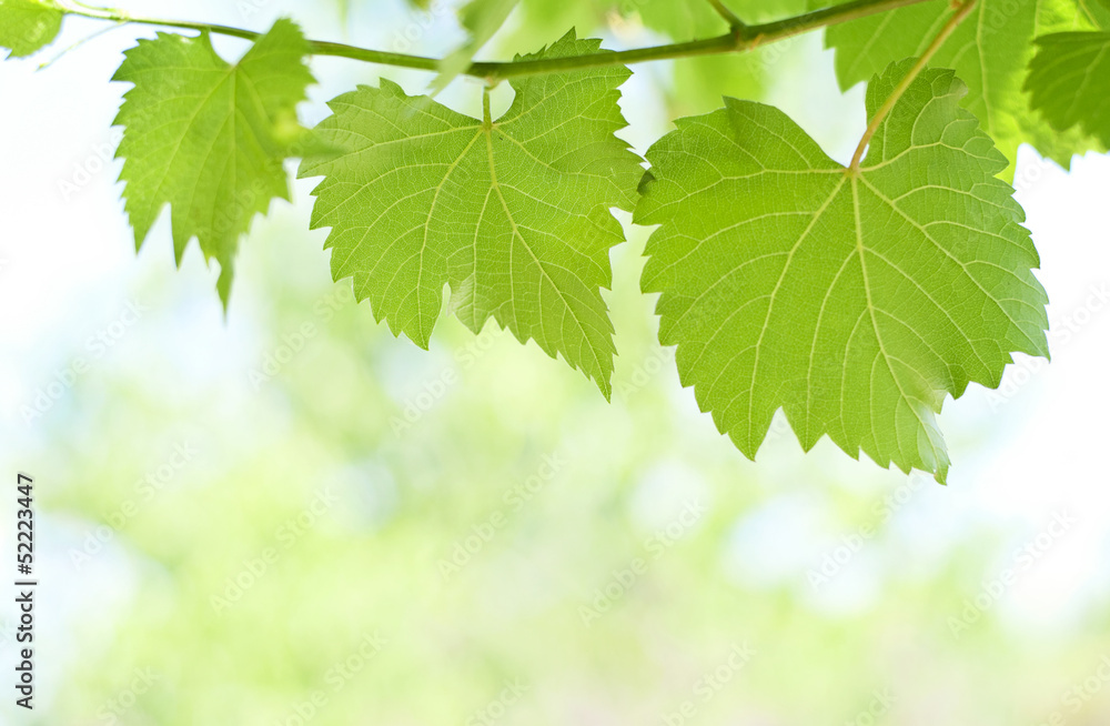 Fototapeta premium Green grape