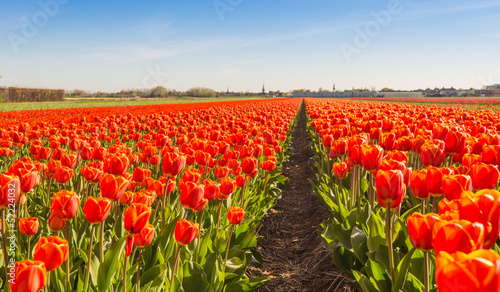 Red blooming tulip bulbs in a Dutch field