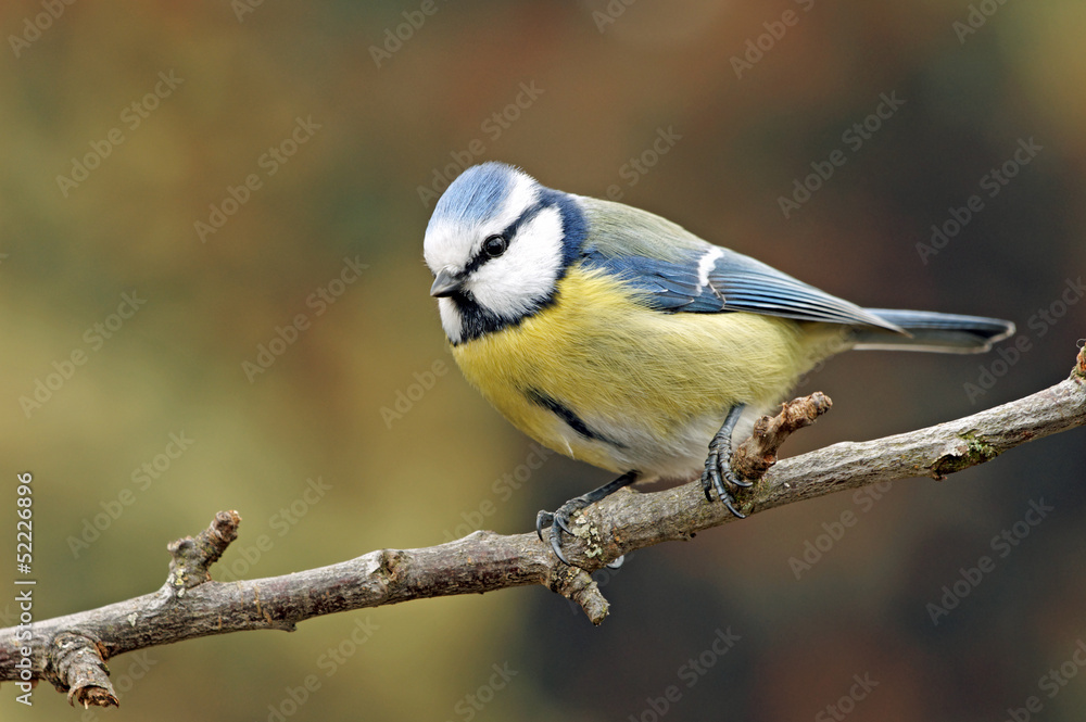 Obraz premium Blaumeise (Cyanistes caeruleus)