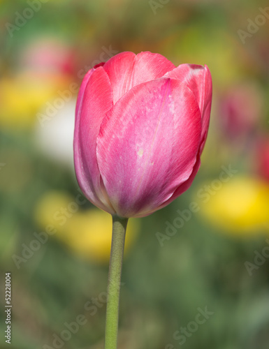 Single tulip with shallow depth of field