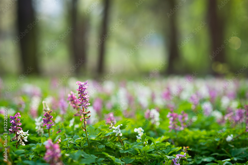 Obraz premium Spring forest with beautiful flower carpet of Holewort flowers