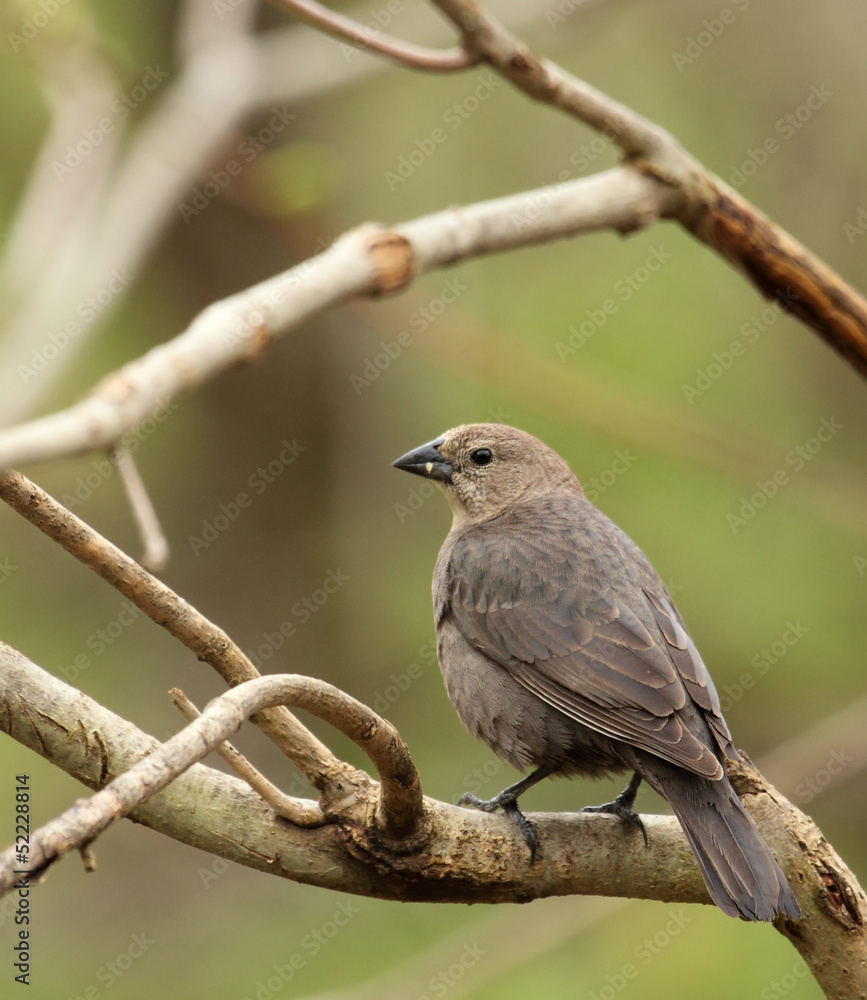 Brown-headed Cowbird, Molothrus ater Brown-headed Cowbird, Molothrus ater