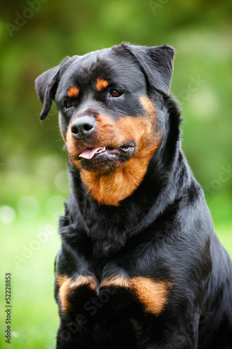 rottweiler dog portrait curious look
