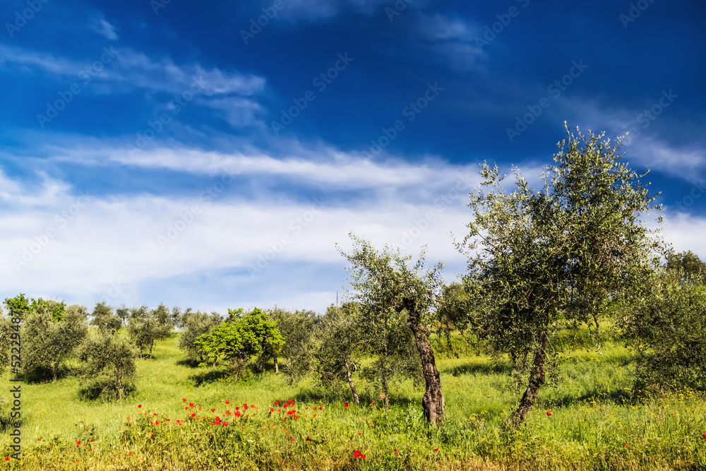 Red flowers and olive tree at spring