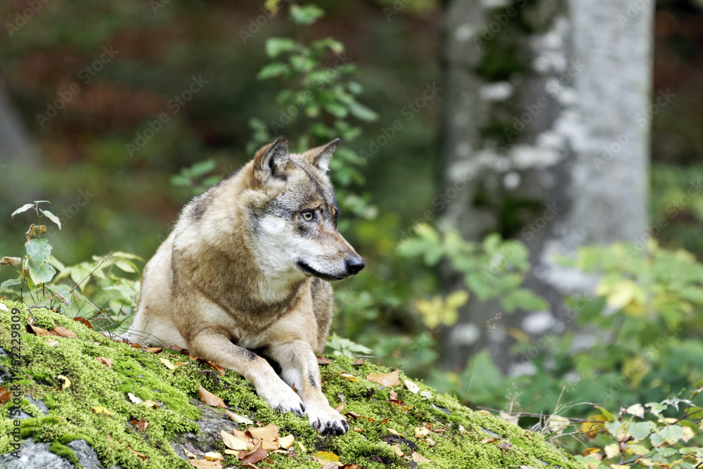 Naklejka premium Wolf (Canis lupus)