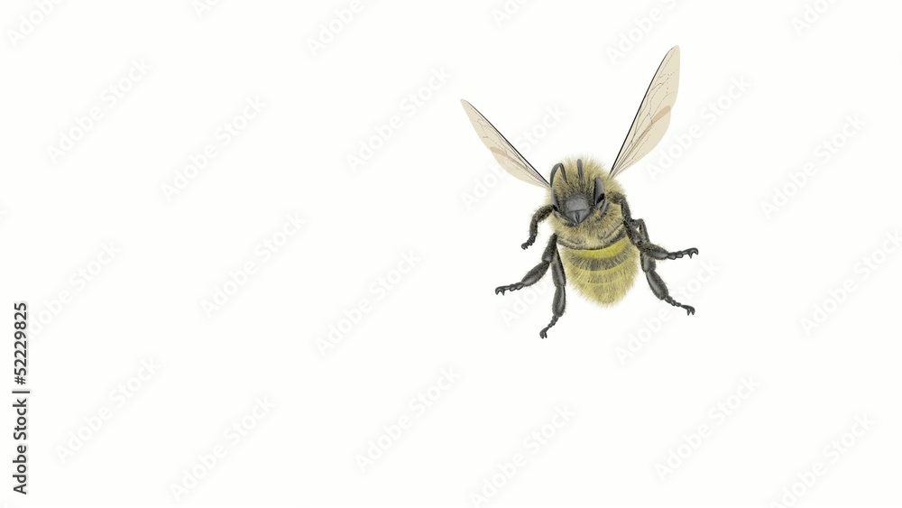biene im flug biene im flug