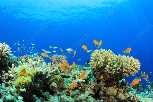 Fototapeta Naklejka Na Ścianę i Meble -  Underwater Coral Reef and Tropical Fish