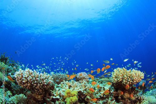 Underwater Coral Reef and Tropical Fish © Richard Carey