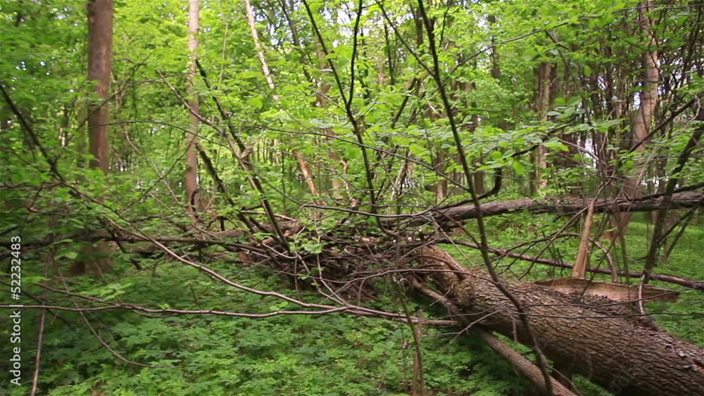fallen tree in the wood. Stabilized video. fallen tree in the wood. Stabilized video.