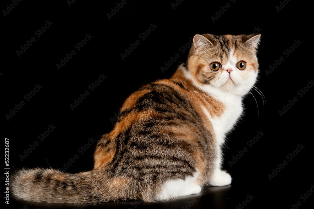 Exotic shorthair cat.  Exotic domestic cat on black background.