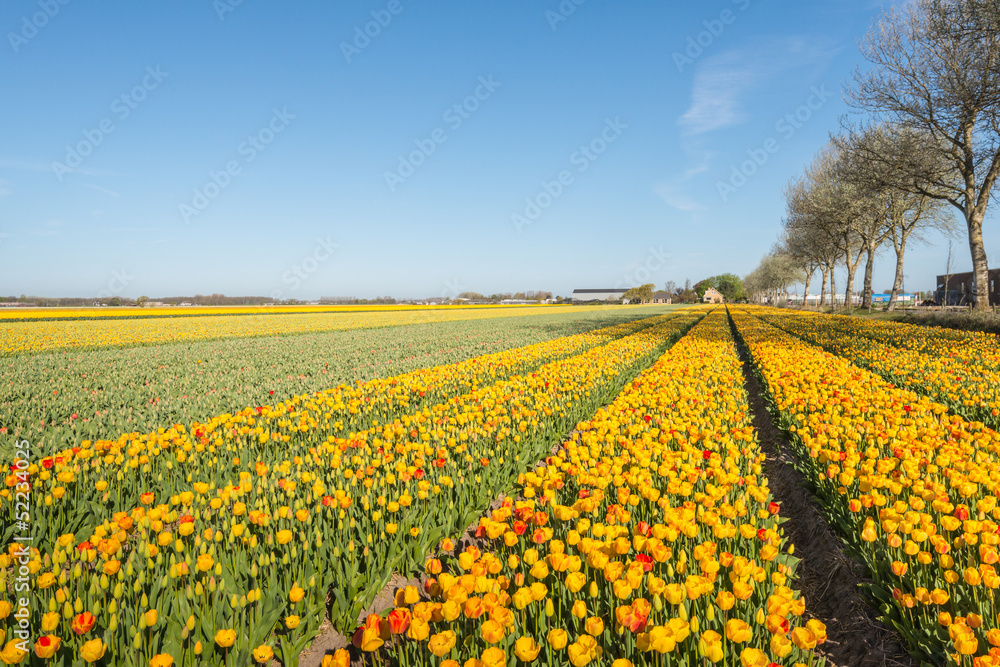 Rows of blooming tulips in various colors Rows of blooming tulips in various colors