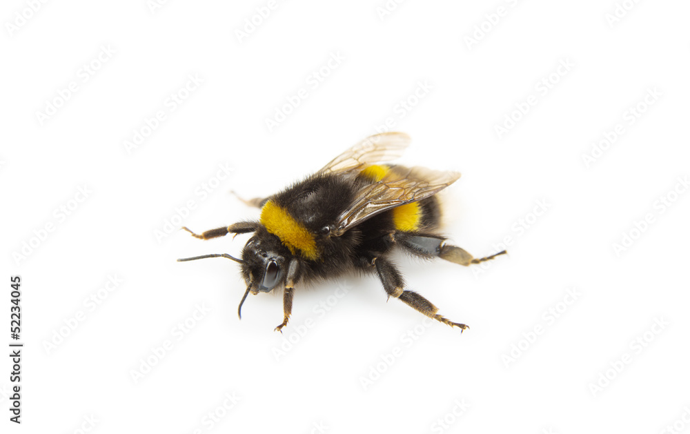 Bumblebee against a white background Bumblebee against a white background