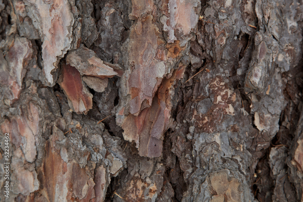 Bark of pine tree as a background. Bark of pine tree as a background.