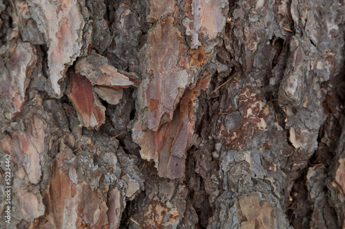 Bark of pine tree as a background.