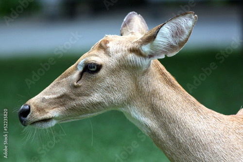 The side of the head deer.