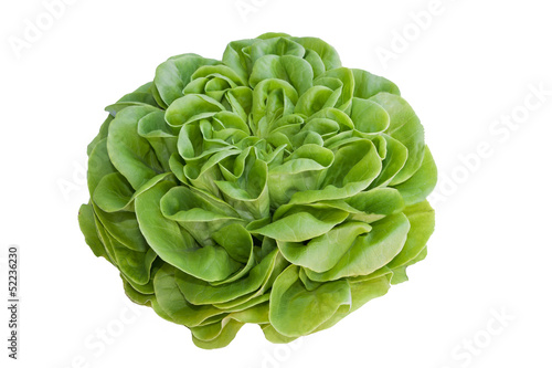 Butterhead lettuce  isolated on white
