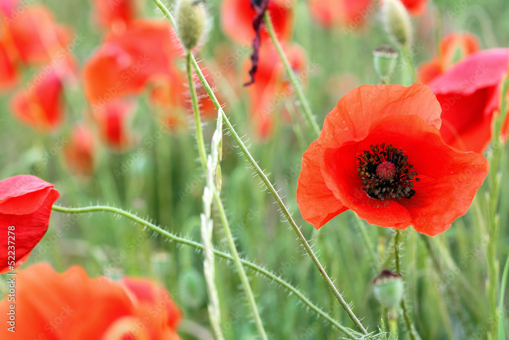 Obraz premium poppy field