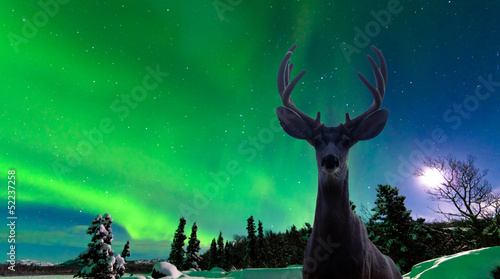 Mule deer and Aurora borealis over taiga forest