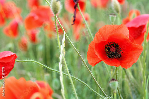 Fototapeta Naklejka Na Ścianę i Meble -  poppy field