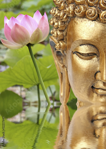 Bouddha et fleur sacr  e de lotus rose