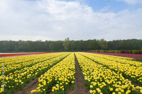 Dutch yellow tulip fields