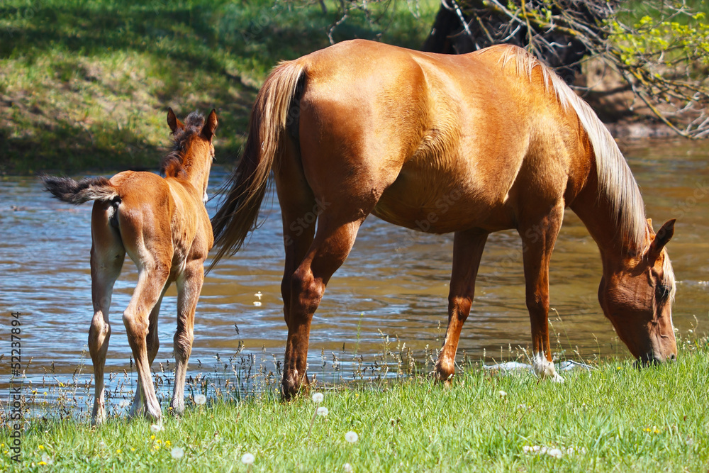 Mare with a young foal in a meadow near the river Mare with a young foal in a meadow near the river