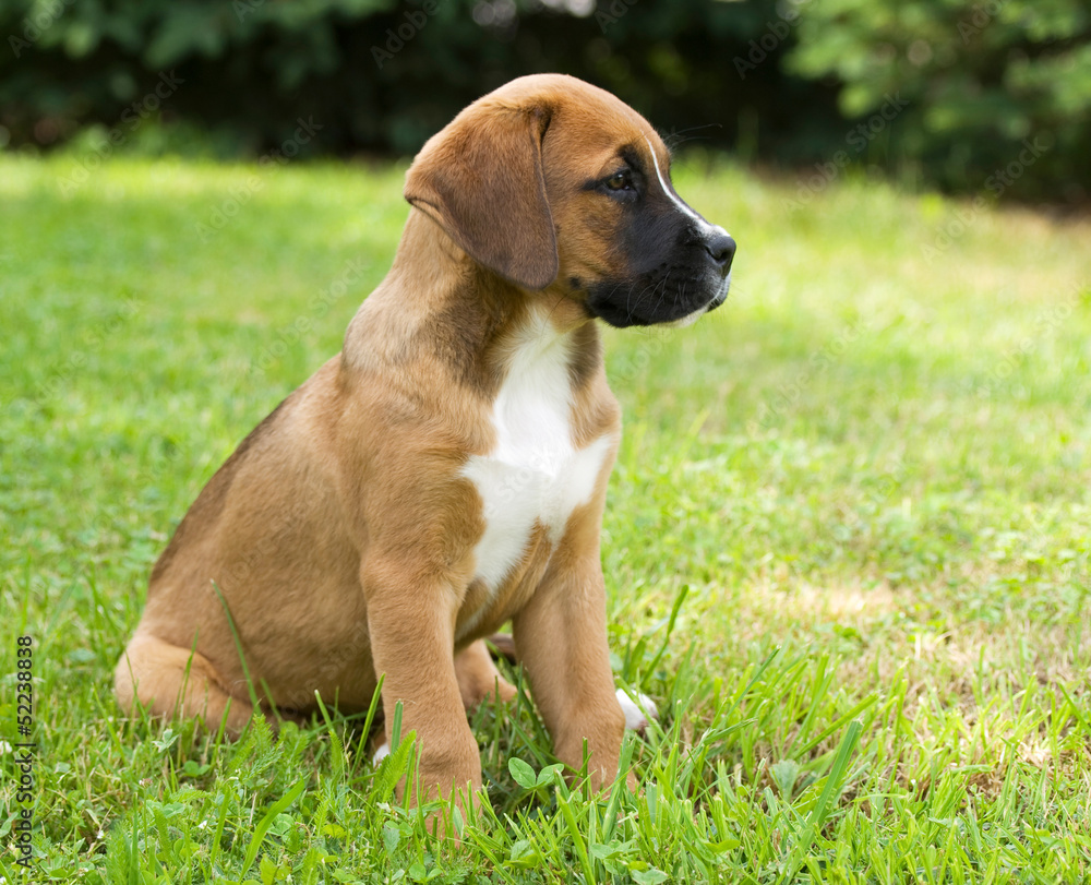 Young puppy sitting on grass