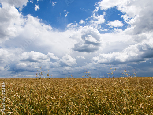 Summer sky and ripened wheat on field