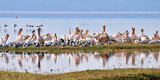 Great White Pelican in Nakuru lake, Kenya