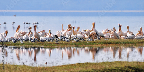 Great White Pelican in Nakuru lake, Kenya