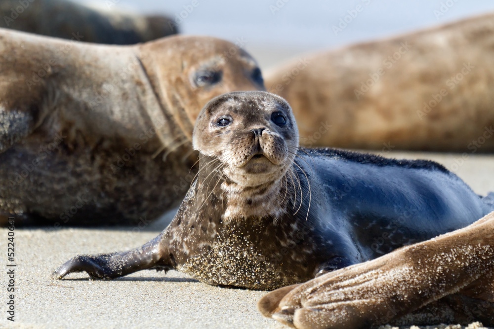 Obraz premium Seal Puppy in La Jolla Beach
