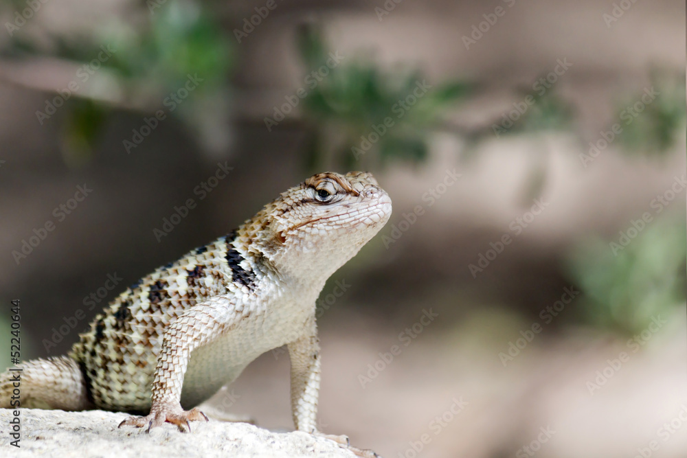 Fototapeta premium Desert Spiny Lizard