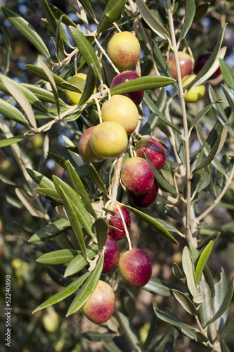 Olive branch full of olives on the Brac island in Croatia