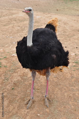 african wild ostrich