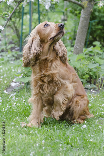 Cocker Spaniel Kira photo