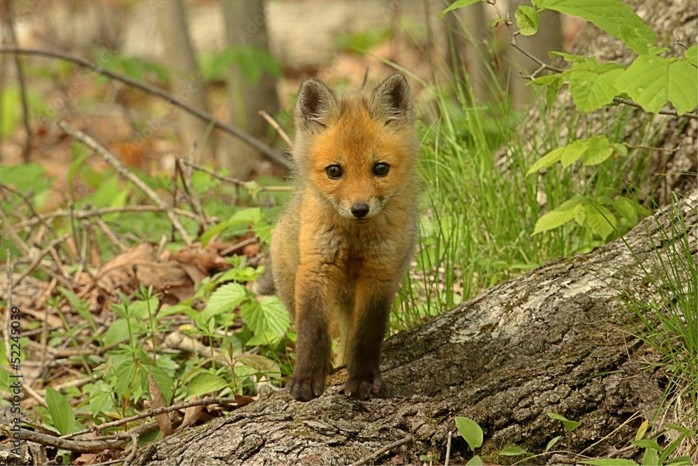 Naklejka premium Red Fox Kit