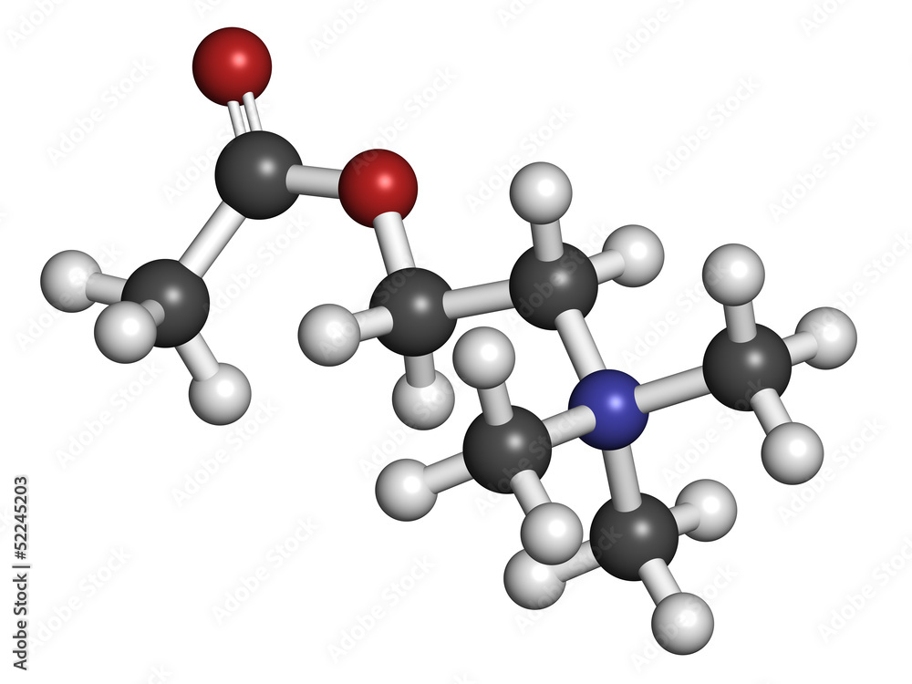 Acetylcholine (ACh) neurotransmitter, molecular model.