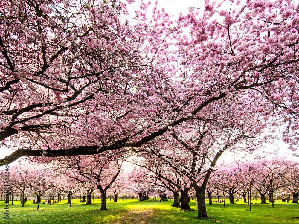 Farbe des Frühlings: Garten mit Japanischen Kirschblüten Farbe des Frühlings: Garten mit Japanischen Kirschblüten