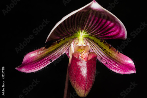 Paphiopedilum orchid photo