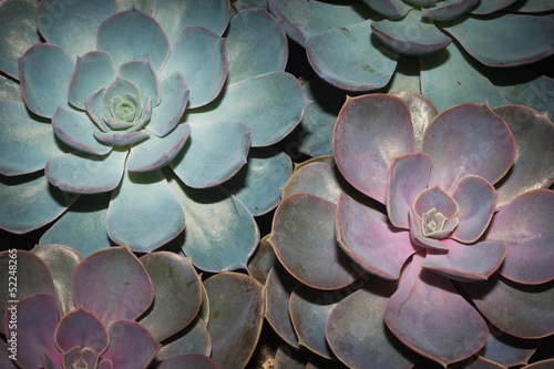 Echeveria moranii