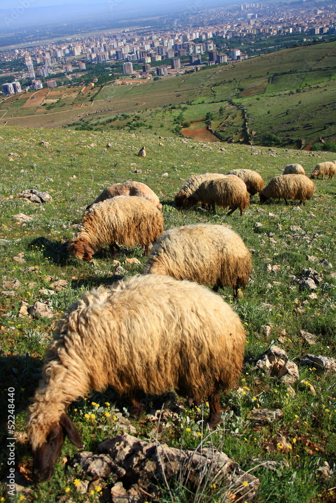 Obraz premium sheep eating on hill