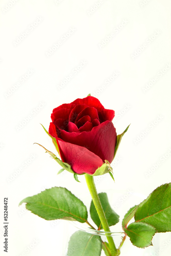 Obraz premium Red rose on white background