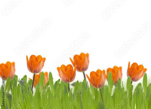 Fototapeta Naklejka Na Ścianę i Meble -  Fresh tulips . Floral background.