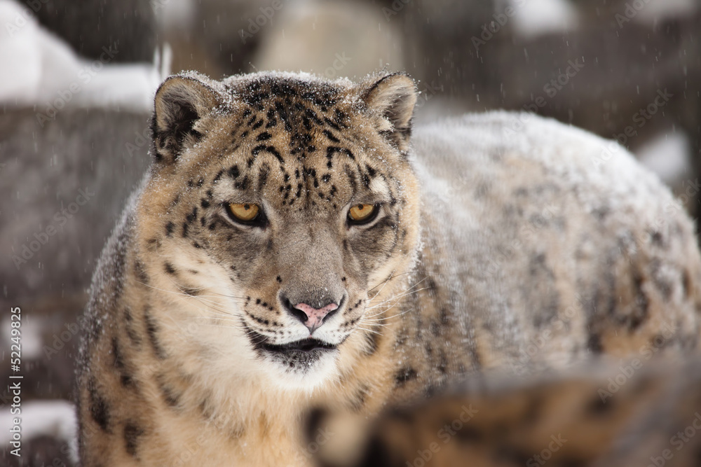 Fototapeta premium snow leopard